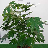 Monovar